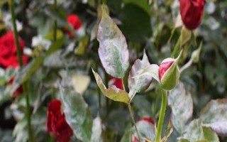 月季白粉病的癥狀，初期葉片會(huì)皺縮反卷、變厚