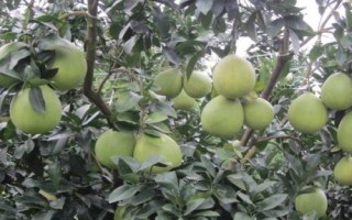給柚子施肥要注意什么，需根據(jù)樹齡調(diào)整肥料比例