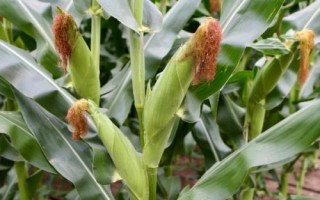 豐華17玉米種子特點，4月下旬至5月上旬播種