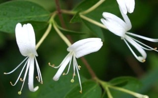 金銀花和斷腸草有什么區(qū)別，外觀、質(zhì)感、花朵均不同