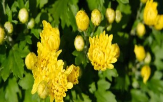 菊花屬于喜陰還是喜陽植物，需要養(yǎng)在光線較好的環(huán)境中