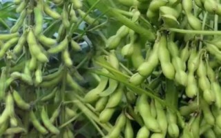 道秋39大豆種子特征特性，6月20日前播種