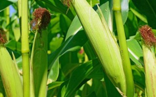 北青380玉米種子特征特性，高抗矮花葉病