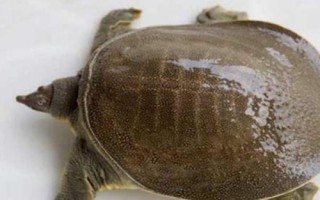 甲魚吃什么東西，喜食小蝦、螺類、水生昆蟲等動(dòng)物性餌料
