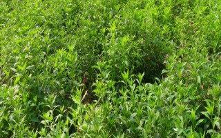 白術(shù)種子的種植方法，播種時(shí)間為3月下旬至4月上旬