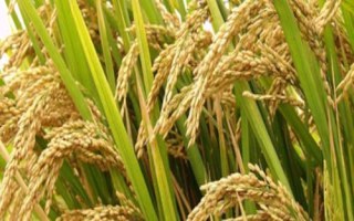 花優(yōu)706水稻品種的特性，綜合防治病蟲害