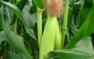農(nóng)科玉超甜1號(hào)玉米品種的特性