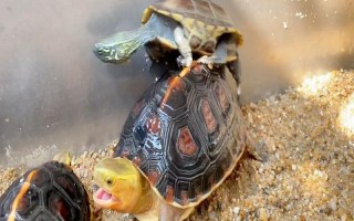 草龜可以和什么龜一起養(yǎng)，可以和黃喉龜、刀背麝香龜一起養(yǎng)