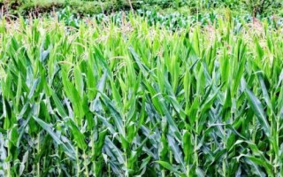 黃錦185玉米種子特點，適宜播種期4月下旬至5月上旬