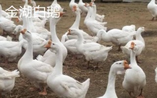 江蘇省金湖縣的特產(chǎn)，白馬湖大閘蟹遠(yuǎn)銷四方