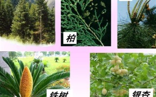 戈原的植物種類，常見的有羊草、芍藥花等