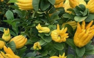 佛手畝產(chǎn)多少斤，畝產(chǎn)可達(dá)3000-6000斤