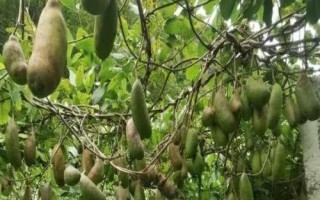什么是木通，屬于毛茛目、木通科木質(zhì)藤本植物的統(tǒng)稱