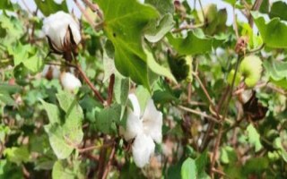 棉花有效開花期介紹，是指棉花可以開花成鈴、形成經(jīng)濟(jì)產(chǎn)量的那一天