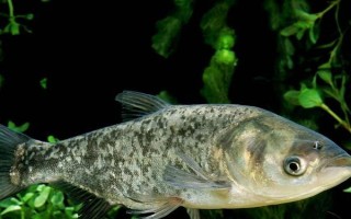 釣鰱鳙的技巧，釣位要選擇順風(fēng)或偏風(fēng)的地方