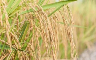 鷹香絲苗水稻種子介紹，因該品種穗大粒多