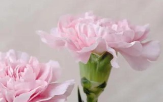 送老師什么花好，可選擇康乃馨、百合花、劍蘭、向日葵等