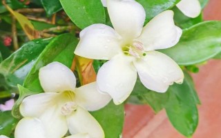 非洲茉莉能不能凈化空氣，具有一定的空氣凈化效果