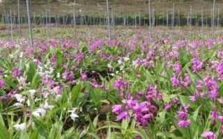 白芨一畝要多少種苗，一畝需8000-10000株種苗