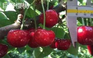 山東巨野縣的特產(chǎn)，有巨野罐子湯、巨野櫻桃等