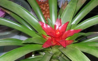 怎么養(yǎng)菠蘿花，適宜的生長溫度在20-35℃之間