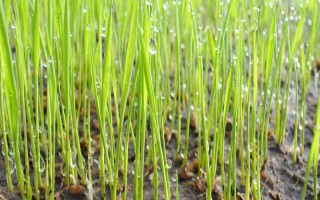上堡大禾谷水稻種子特點，5月中旬播種