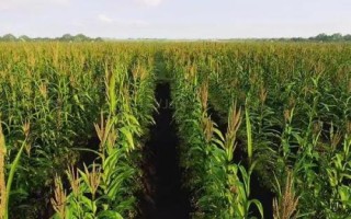 華甜玉7號(hào)玉米品種的特性，種植密度每畝5000株