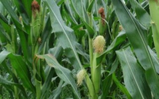 菊城728玉米品種的特性，中抗大斑病