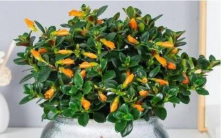 金魚吊蘭簡介，屬多年生草本植物
