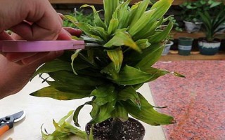 觀音竹是喜陰還是喜陽，是一種喜陰植物