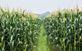 斯達205玉米種子特征特性，栽培密度為畝3800株