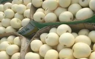 甜瓜的常見(jiàn)品種，常見(jiàn)的有蘭州白蘭瓜、早雪甜瓜等
