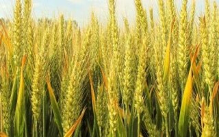 百麥589小麥種子特點，每畝適宜基本苗12～18萬
