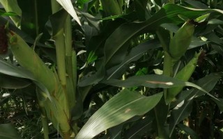粵甜16號玉米種子簡介，秋植全生育期75~78天