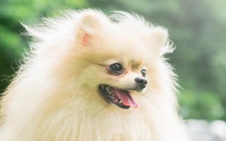 狗狗眼瞼內翻怎么辦，癥狀較輕時可滴入普魯卡因溶液
