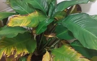 能否用椰糠種植白掌，保水和保肥性較好適合作為種植基質(zhì)