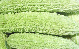 種植苦瓜的時(shí)間和方法，北方地區(qū)3-4月份可在棚內(nèi)育苗、長(zhǎng)江流域在3月份播種