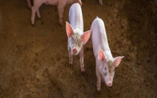 豬為什么會(huì)患上異食癖，缺少礦物質(zhì)元素是主因