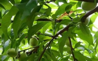 黃桃春季的管理方法，花果期要進(jìn)行疏花的工作