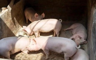養(yǎng)豬有哪些注意事項，豬舍的溫度應(yīng)保持在10℃以上