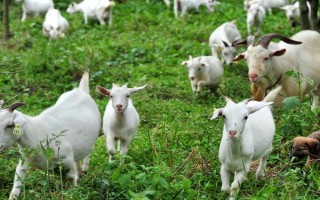 波爾山羊怎么養(yǎng)殖，冬季和春季要補喂精飼料