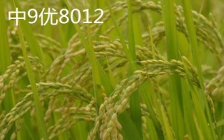 產(chǎn)量高且口感好的水稻品種，“中9優(yōu)8012”、“中早39號(hào)”等品種均為優(yōu)質(zhì)水稻
