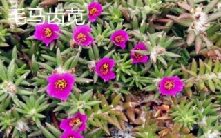 種植馬齒莧常見品種，繁殖方式包括播種和扦插