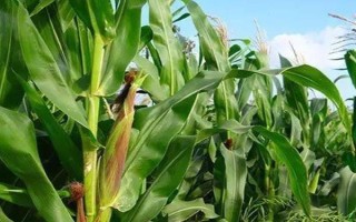J8525玉米種子特點，播種澆水