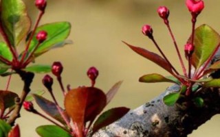 海棠花何時開放，不同品種的花期有區(qū)別