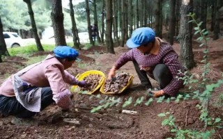 引種天麻要注意什么，當(dāng)?shù)氐臍夂驖M足條件才能種植