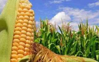 堯元1158玉米種子簡(jiǎn)介，注意防治玉米螟等害蟲
