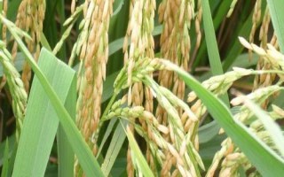 龍粳3007水稻種子特征特性，該品種主莖10片葉