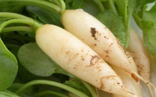 常見(jiàn)的十字花科作物，包括蘿卜、白菜、芥菜等品種