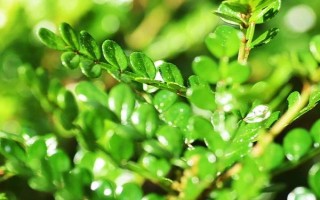 胡椒木如何養(yǎng)護，放在有一定光線的位置養(yǎng)護
